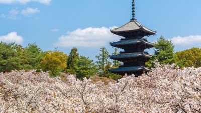 [HOT] Tour Nhật Bản Mùa Hoa Anh Đào Bán Chạy Nhất 2026: Osaka - Kobe - Kyoto - Nagoya - Núi Phú Sĩ - Tokyo 6N5Đ - Image - 9138